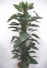 Philodendron on pole
